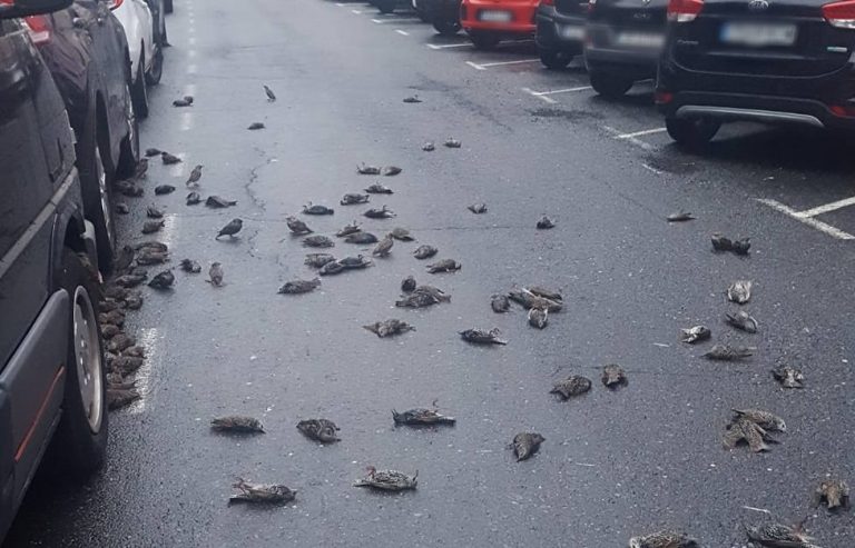 Una bandada de unos 150 estorninos mueren en pleno vuelo y se precipitan sobre una calle Ferrol