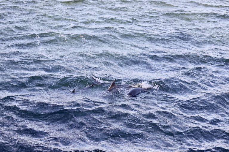 Liberados los tres delfines varados en A Toxa gracias a un operativo con medio centenar de voluntarios