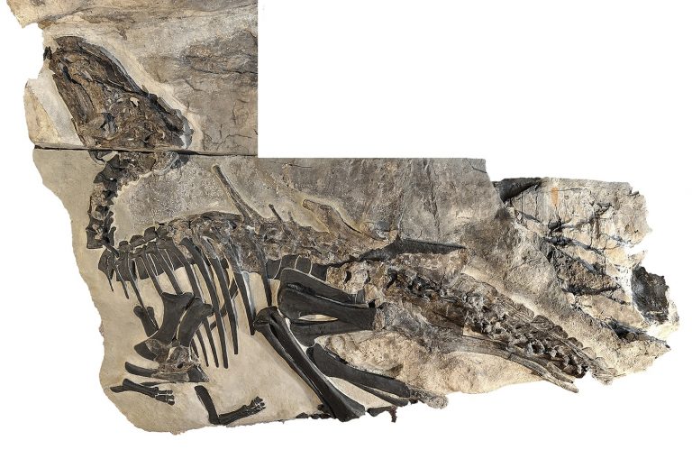 Un equipo de la UVigo descubre restos de dinosaurios que podrían «reescribir» la geografía