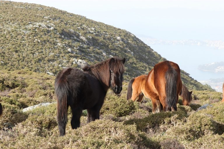 El choque de un turismo con dos caballos se salda con la muerte de los animales en Begonte
