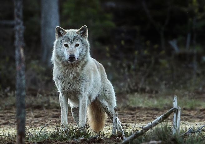 La Audiencia Nacional rechaza la suspensión que pidió la Xunta de la orden que incluye al lobo en protección especial