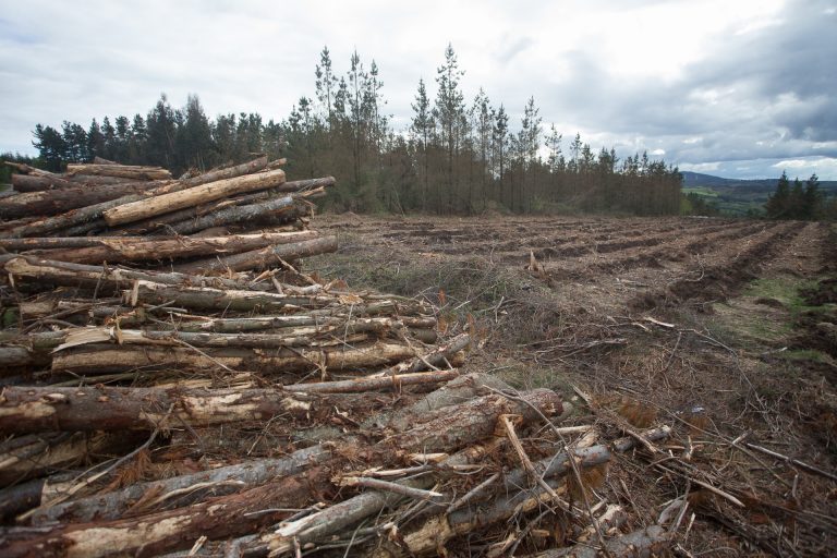 La Xunta defiende las pujas públicas de madera telemáticas, que favorecen la descarbonización y reducen costes