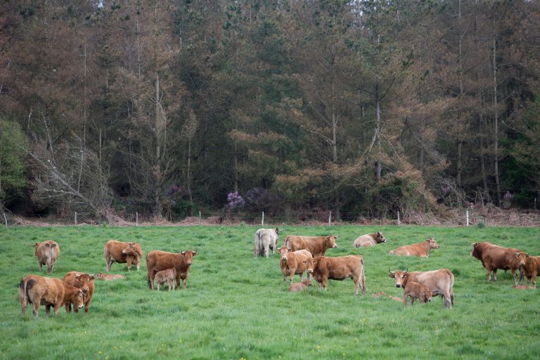 Alertan del colapso y cierre de «miles» de explotaciones de ganado vacuno en Galicia