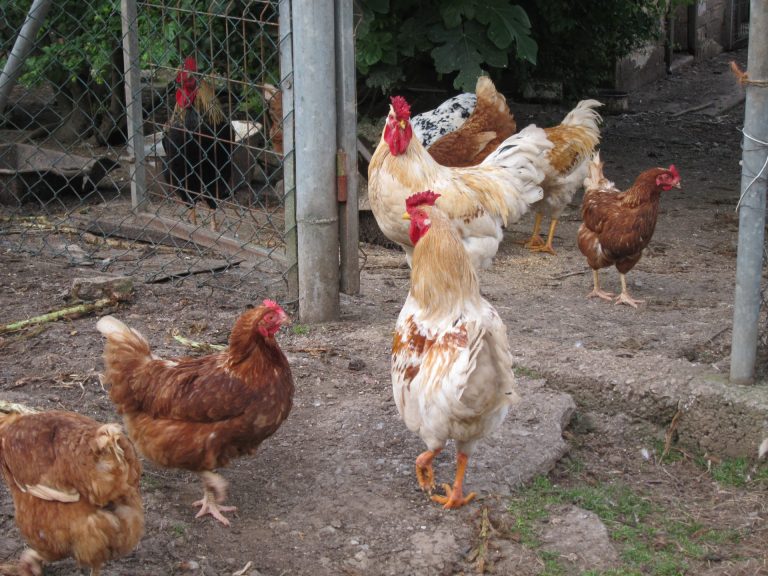 La Xunta prohíbe la cría al aire libre y confina las aves de corral en 34 localidades para evitar la gripe aviar