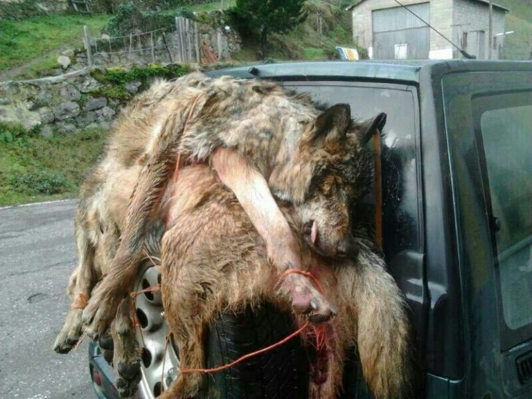 Ecologistas en Acción exige a Galicia, Asturias, Cantabria y CyL que dejen su «rebeldía» y protejan ya al lobo