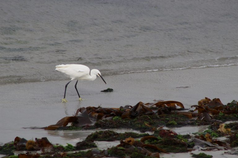 Biológos de la UVigo piden medidas de protección de los arenales del  estuario del Lagares en el nuevo PGOM