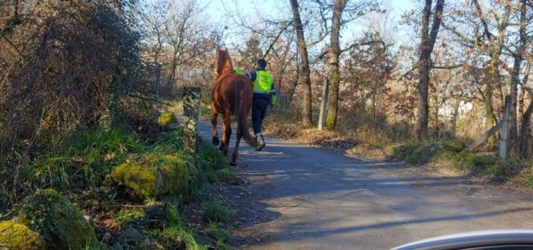 La Guardia Civil de Ourense retira de la N-525 un caballo que se había escapado de una finca e irrumpió en la calzada