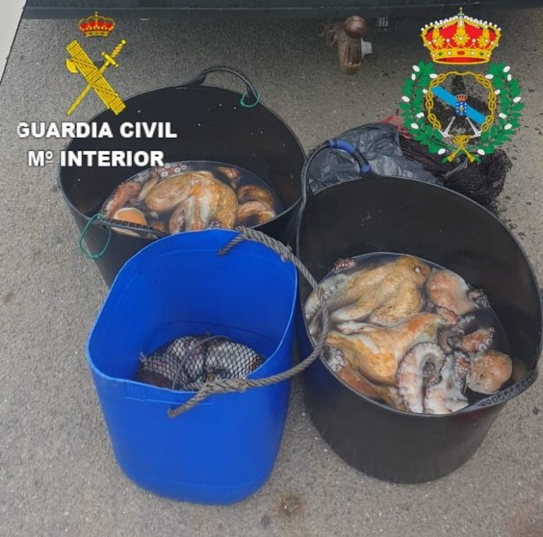 Pesca.- Incautados casi 100 kilos de pulpo en el puerto de Camariñas
