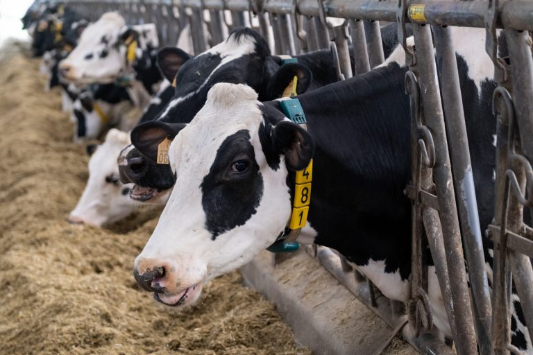 Una veintena de municipios de alta producción láctea piden por carta a la ministra de Transportes actuar ante el paro