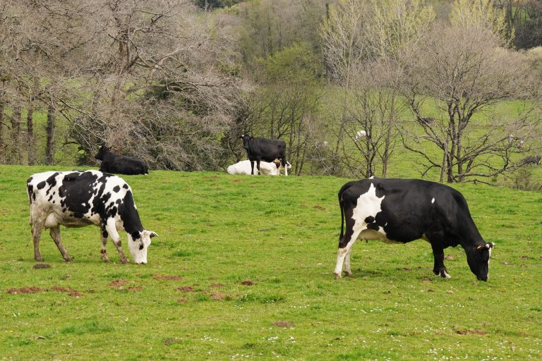 Sancionan a tres empresas lácteas por irregularidades en contratos de recogida de la leche