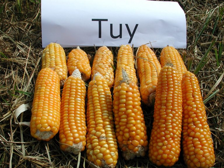 Concluye el proyecto piloto para obtener pan de maíz de máxima calidad, con variedades autóctonas gallegas