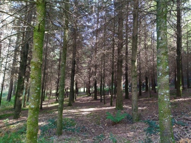 Rural.-La Asociación Forestal de Galicia debate propuestas para revisar y mejorar la ley de montes vecinales en mancomún