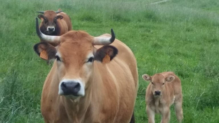 Nace en Lugo una organización de ganaderos de leche ecológica que aglutina al 20% de la producción estatal