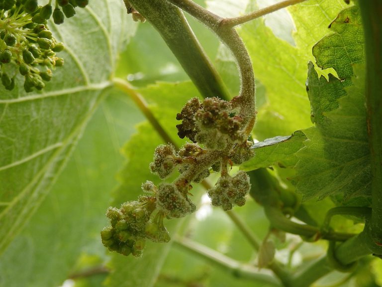Aviso fitosanitario por avance del mildio en las viñas