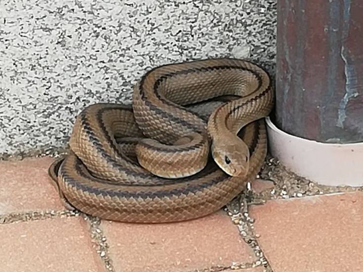 Devueltas a su hábitat tres serpientes halladas en Vigo en la misma semana
