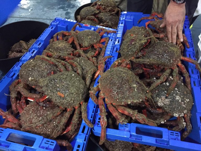 Pesca.- La veda de centolla en las provincias de A Coruña y Pontevedra comienza este sábado hasta el 6 de noviembre