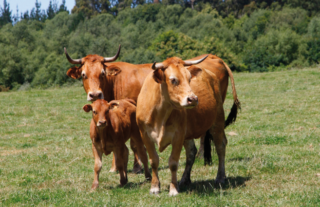 El Sindicato Labrego denuncia que continúa la venta a pérdidas de carne