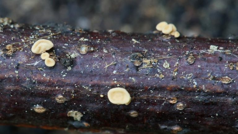 Descubren en la Isla de Cortegada una nueva especie de hongos única en el mundo