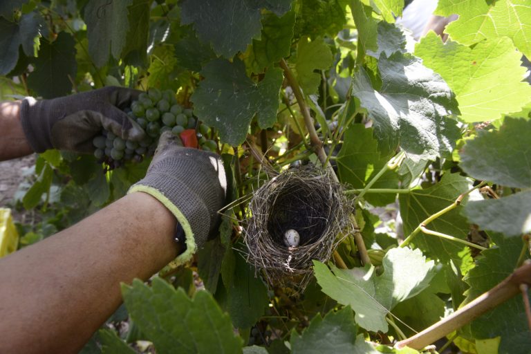 Rural.- La Audiencia de Ourense da la razón a los ‘colleiteiros’ del Ribeiro por la subida del precio de las etiquetas