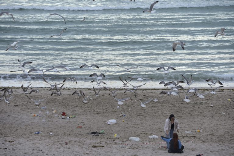 El CEIDA denuncia la presencia de plásticos en los nidos de gaviotas y alerta de su peligroso impacto
