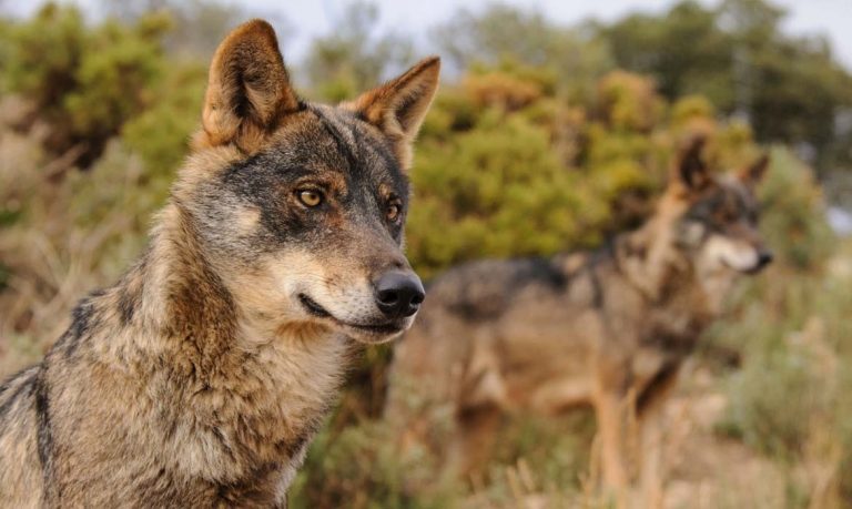 Galicia, Asturias, Cantabria y CAstilla y León llevan a la UE sus quejas por el nuevo estatus del lobo