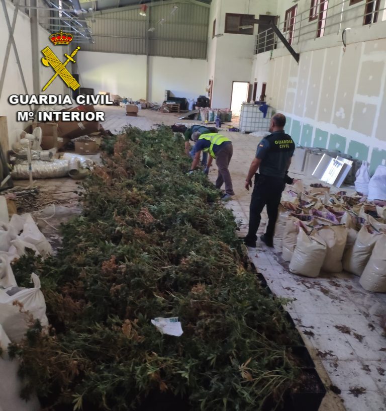 Detenidos tres vecinos de Mos (Pontevedra) tras la desmantelación de una plantación de marihuana con más de 680 plantas