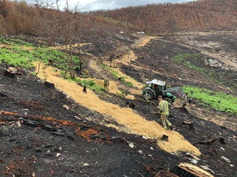 La Xunta ejecuta trabajos de recuperación en más de 100 hectáreas quemadas en O Courel (Lugo)
