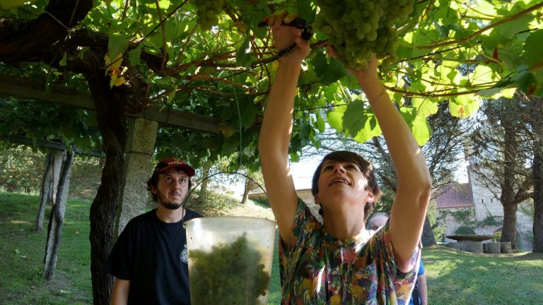 Rural.- Pontón (BNG) propone una ley gallega del vino y fijar un precio mínimo para la uva