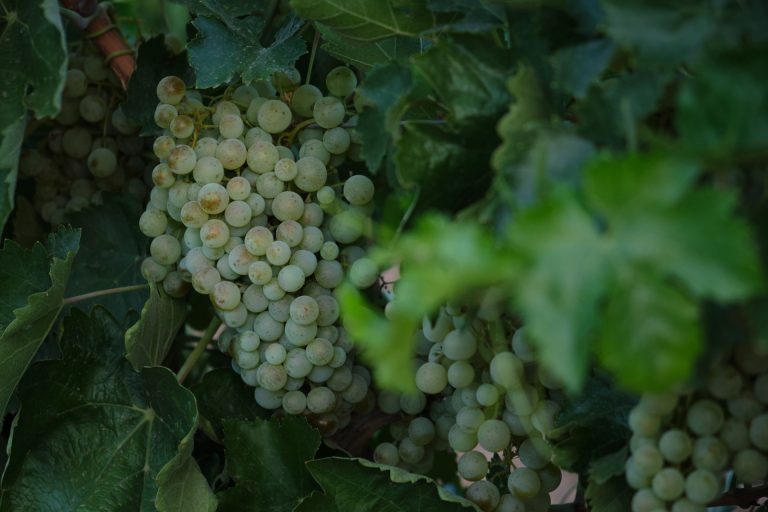 La denominación de origen Ribeira Sacra recolecta 6 millones de kilos de uva