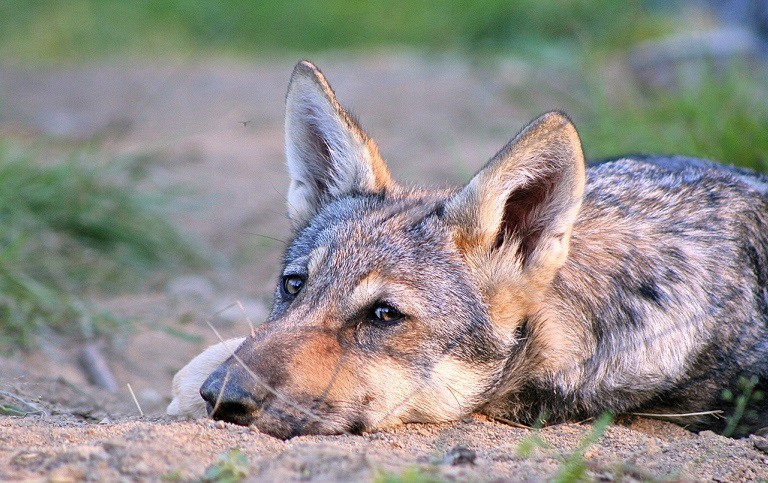 La Xunta llama al Gobierno a acatar el criterio de la UE sobre el status del lobo y adaptar el nivel de protección