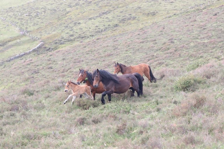 El cambio en el manejo tradicional de caballos salvajes amenaza la biodiversidad del monte, según un estudio