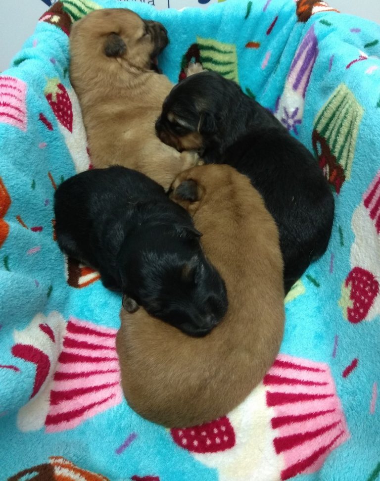 Entre el 15% y 20% de animales que se regalan por Navidad son abandonados: «No es la forma de ganarse la felicidad»