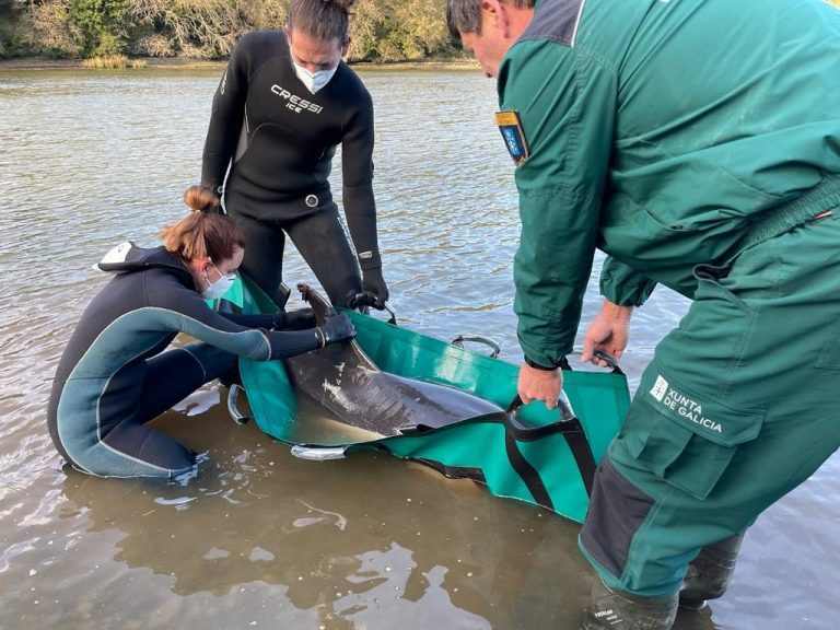 Rescatan y liberan a un delfín varado en la ría de Ribadeo, pero la Cemma cree que no sobrevivió
