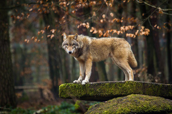 Uno de cada cuatro lobos en Galicia presenta infección por vermes cardiopulmonares, según un estudio