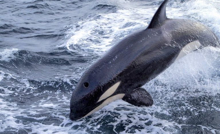 Nace una aplicación para el registro de avistamientos de orcas en tiempo real