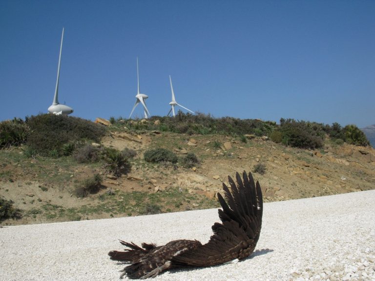 Más de 100 kilómetros de eólicos en línea en Pontevedra crean una barrera que obliga a aves a «grandes cambios de rutas»