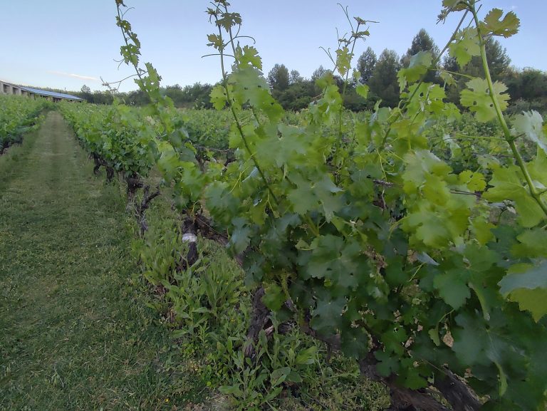 Rural.- La norma para aplicar las novedades en el sistema de autorizaciones de viñedo de la PAC, en vigor mañana