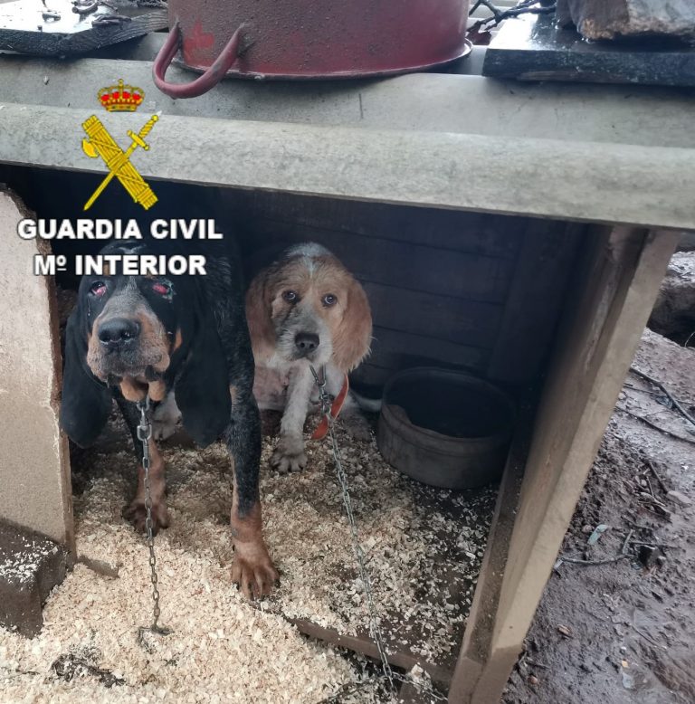 Denuncian a un vecino de Oza-Cesuras (A Coruña) por mantener a 10 perros de caza en malas condiones