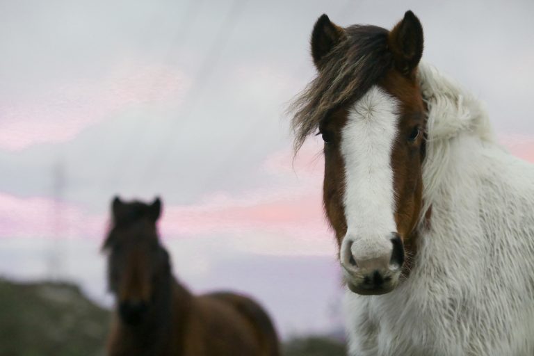 El número de ‘bestas’ se reduce en los montes gallegos donde son «esenciales» para la conservación de la biodiversidad