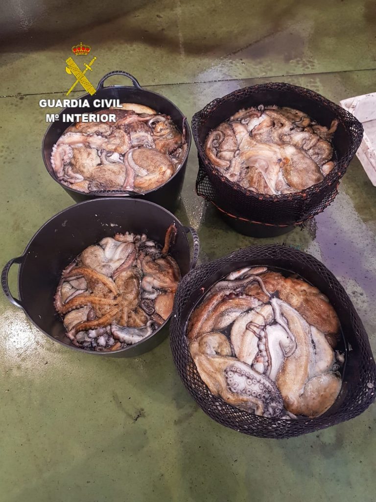 Pesca.- Incautados en el puerto de Camariñas (A Coruña) más de 100 kilos de pulpo que no alcanzaba la talla mínima