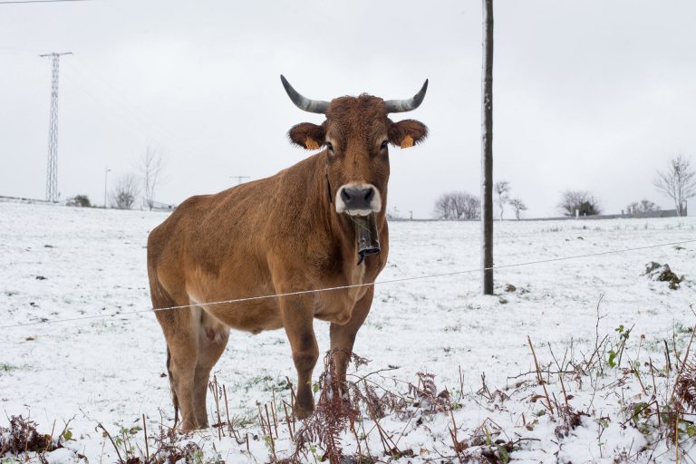 Rural.- Detectan en A Estrada (Pontevedra) un nuevo caso de ‘vacas locas’ «sin trascendencia para la salud pública»