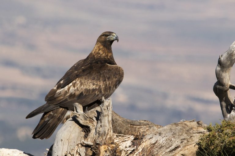 Organizaciones ecologistas alertan del impacto de los proyectos eólicos en Galicia en el águila real y otras especies