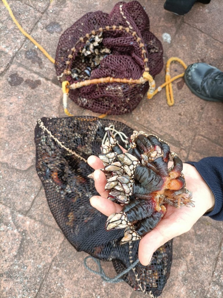 Pesca.- Decomisan 6,2 kilos de percebe extraídos ilegalmente en la zona de la Torre de Hércules, en A Coruña