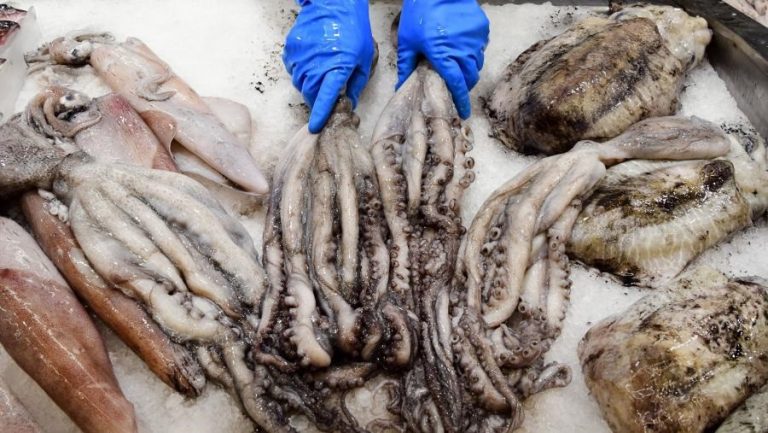 Pesca.- Un estudio liderado por la USC revela que los pulpos y calamares refuerzan la seguridad alimentaria
