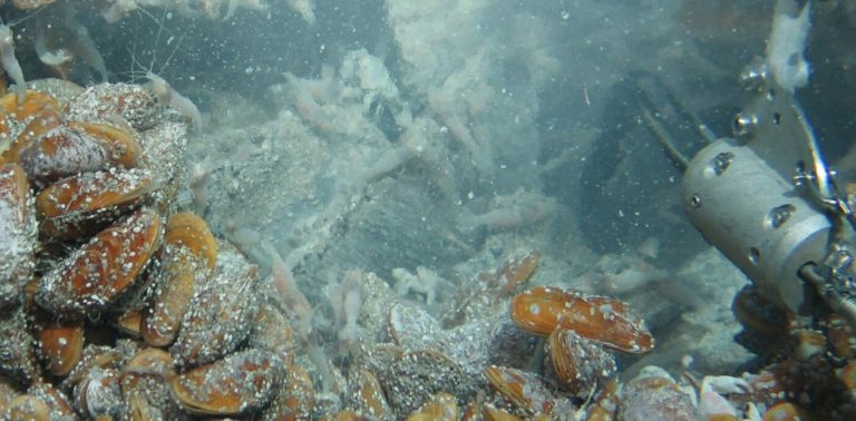Las ONG ambientales celebran que el Congreso pida al Gobierno una moratoria de la minería submarina a nivel global