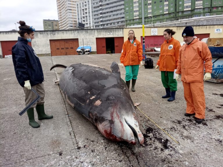 Encuentran restos de plásticos en el sistema digestivo de un cetáceo hallado muerto en la costa de A Coruña
