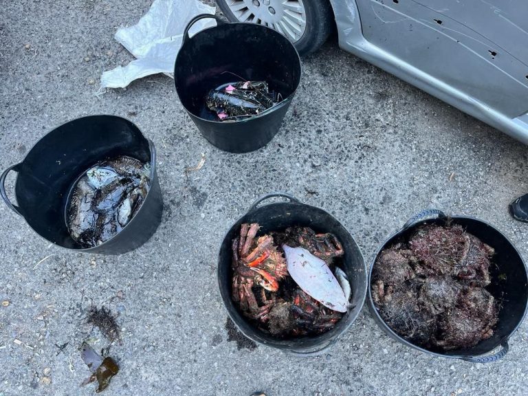 Pesca.-Intervienen 21 kilos de centolla, 9 de choco y 3 de bogavante a un patrón sin documentación en Marín (Pontevedra)