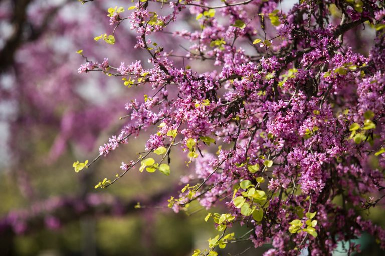 La primavera de 2023 empieza este lunes 20 de marzo y durará 92 días y 18 horas