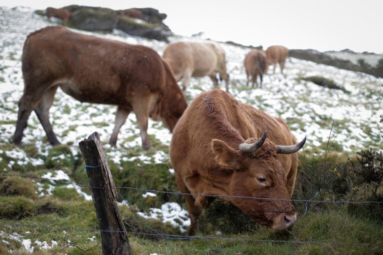 Rural.- La Xunta apela a la colaboración de los ganaderos en la campaña de vacunación preventiva frente a la lengua azul