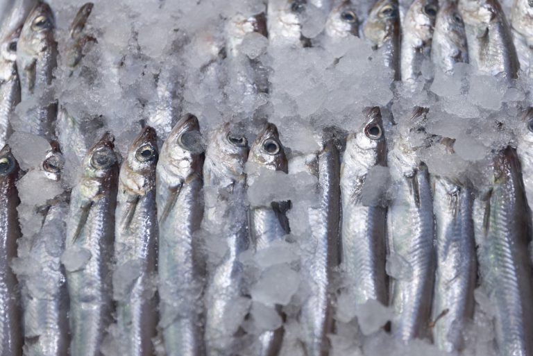 Pesca.- Arranca la campaña de la sardina con la esperanza de «un muy buen año» porque el recurso está «muchísimo mejor»